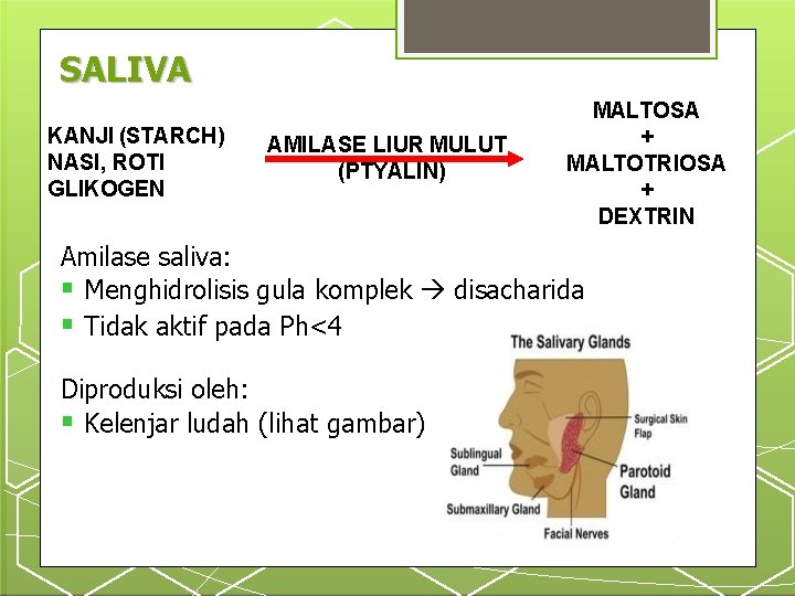 SALIVA KANJI (STARCH) NASI, ROTI GLIKOGEN AMILASE LIUR MULUT (PTYALIN) MALTOSA + MALTOTRIOSA +