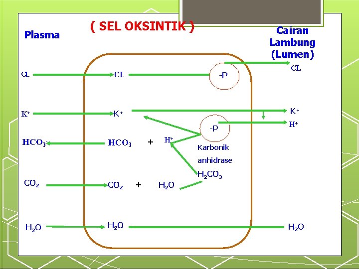 Plasma ( SEL OKSINTIK ) CL CL K+ K+ Cairan Lambung (Lumen) -P K+