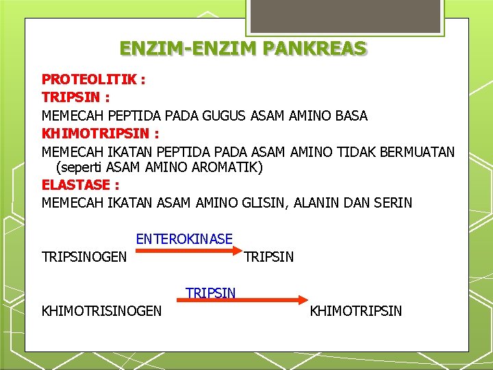 ENZIM-ENZIM PANKREAS PROTEOLITIK : TRIPSIN : MEMECAH PEPTIDA PADA GUGUS ASAM AMINO BASA KHIMOTRIPSIN