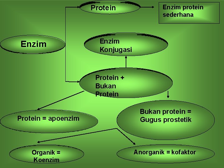 Protein Enzim protein sederhana Enzim Konjugasi Protein + Bukan Protein = apoenzim Organik =