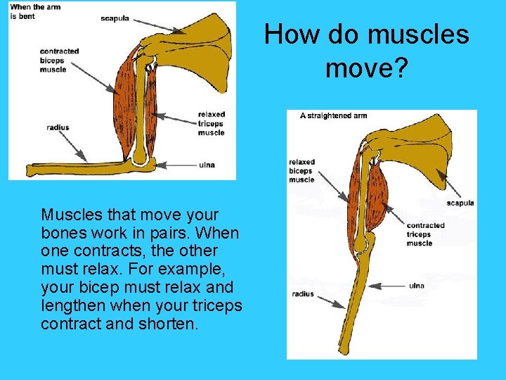 How do muscles move? Muscles that move your bones work in pairs. When one