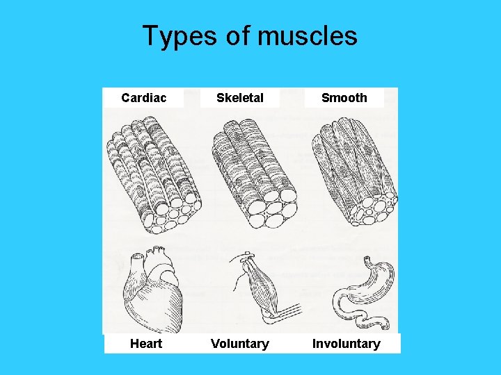 Types of muscles Cardiac Skeletal Smooth Heart Voluntary Involuntary 