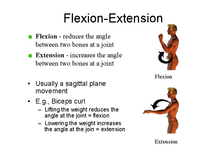 Flexion-Extension Flexion - reduces the angle between two bones at a joint Extension - Flexion-Extension Flexion - reduces the angle between two bones at a joint Extension -