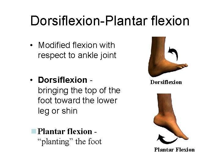 Dorsiflexion-Plantar flexion • Modified flexion with respect to ankle joint • Dorsiflexion bringing the Dorsiflexion-Plantar flexion • Modified flexion with respect to ankle joint • Dorsiflexion bringing the