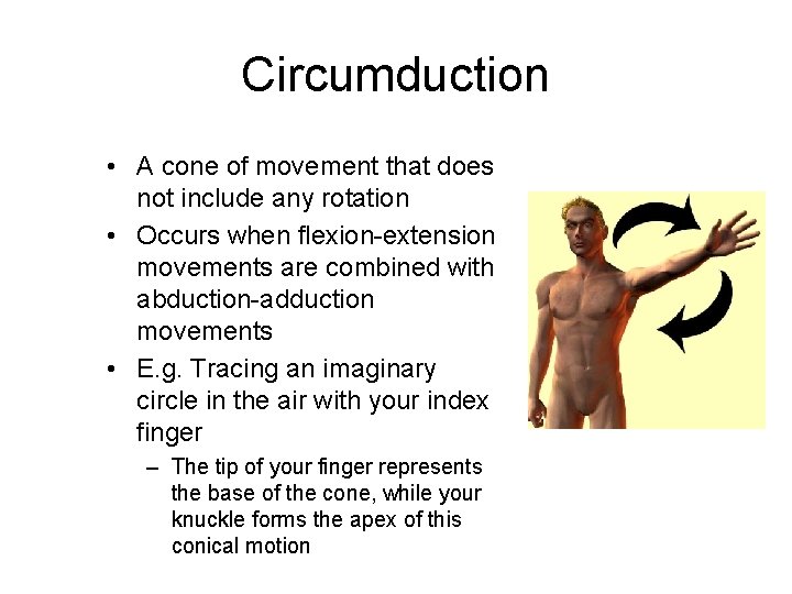 Circumduction • A cone of movement that does not include any rotation • Occurs Circumduction • A cone of movement that does not include any rotation • Occurs