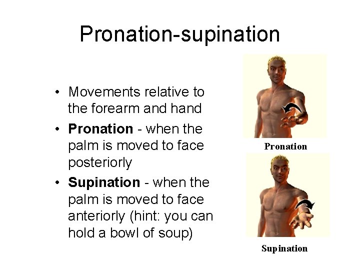 Pronation-supination • Movements relative to the forearm and hand • Pronation - when the Pronation-supination • Movements relative to the forearm and hand • Pronation - when the