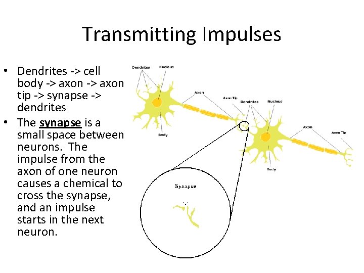 Transmitting Impulses • Dendrites -> cell body -> axon tip -> synapse -> dendrites