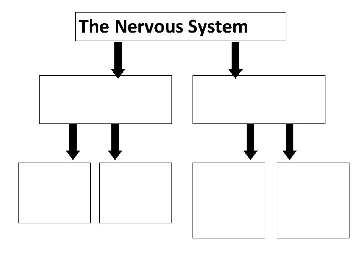 The Nervous System 