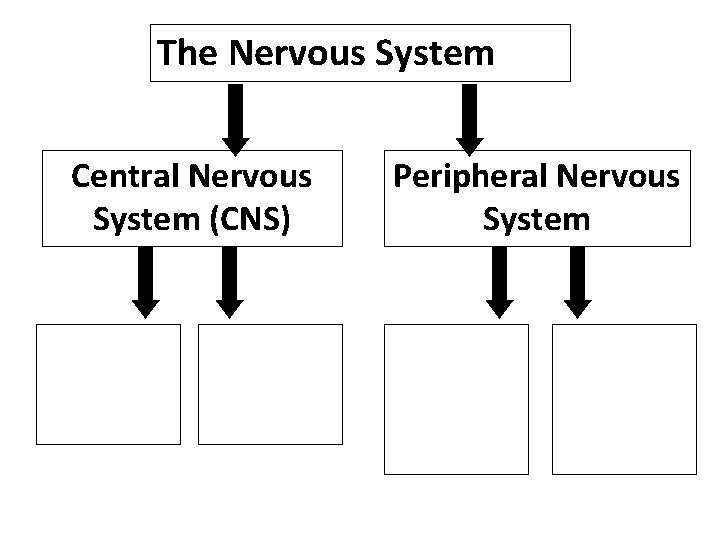 The Nervous System Central Nervous System (CNS) Peripheral Nervous System 