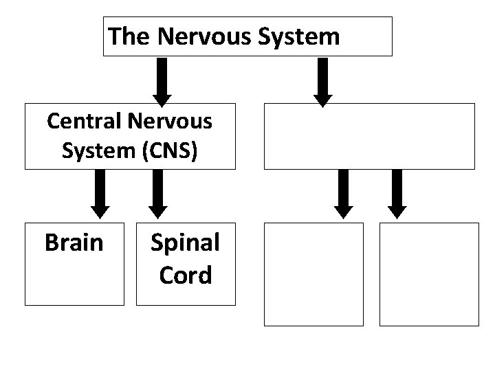 The Nervous System Central Nervous System (CNS) Brain Spinal Cord 
