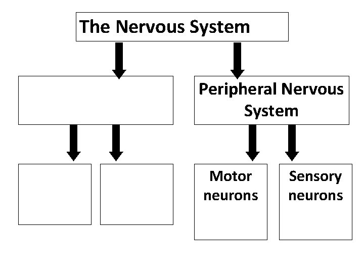 The Nervous System Peripheral Nervous System Motor neurons Sensory neurons 