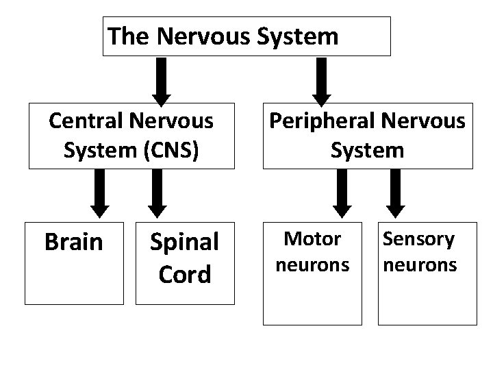 The Nervous System Central Nervous System (CNS) Peripheral Nervous System Brain Motor neurons Spinal