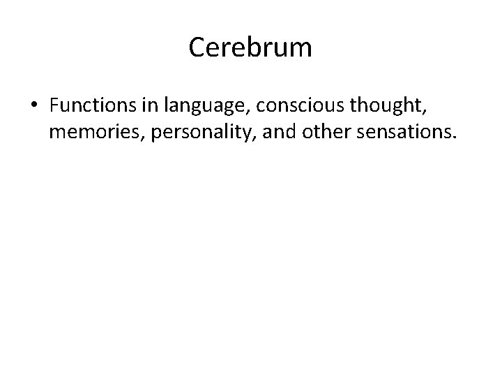 Cerebrum • Functions in language, conscious thought, memories, personality, and other sensations. 