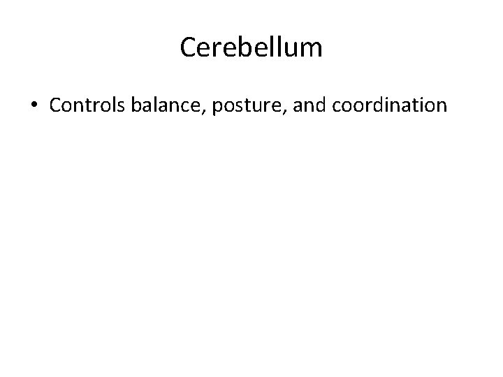 Cerebellum • Controls balance, posture, and coordination 