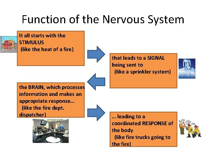 Function of the Nervous System It all starts with the STIMULUS (like the heat