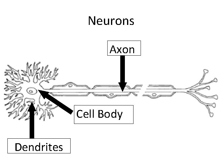 Neurons Axon Cell Body Dendrites 