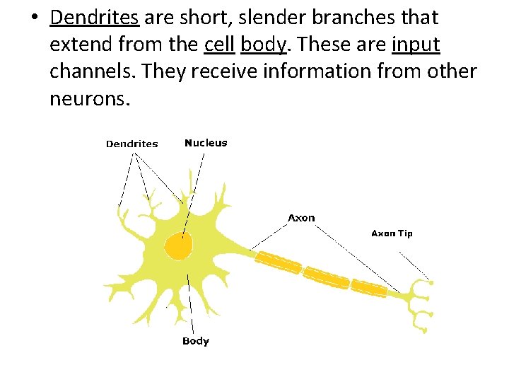  • Dendrites are short, slender branches that extend from the cell body. These