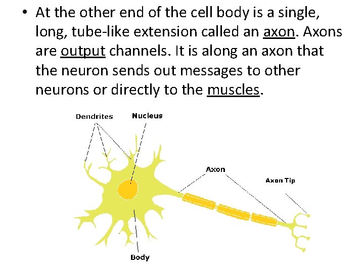  • At the other end of the cell body is a single, long,