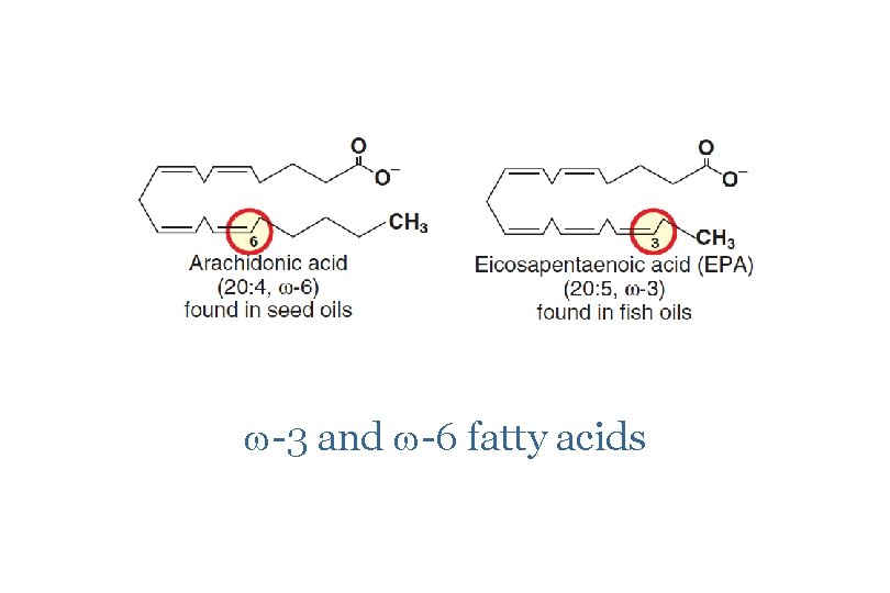 Lipids of Physiological Significance Dr Sumbul Fatma Objectives
