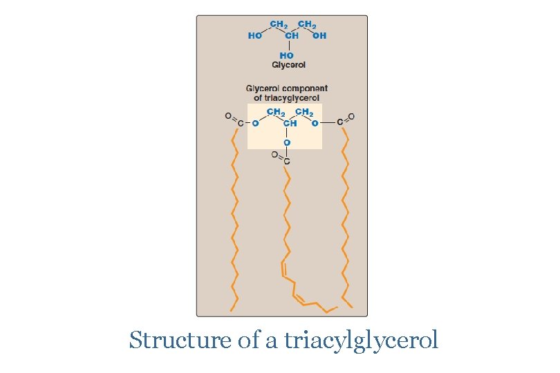 Lipids of Physiological Significance Dr Sumbul Fatma Objectives