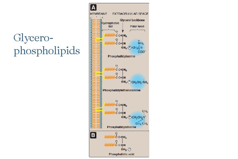 Lipids of Physiological Significance Dr Sumbul Fatma Objectives