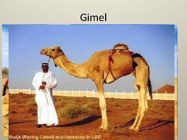 Gimel 