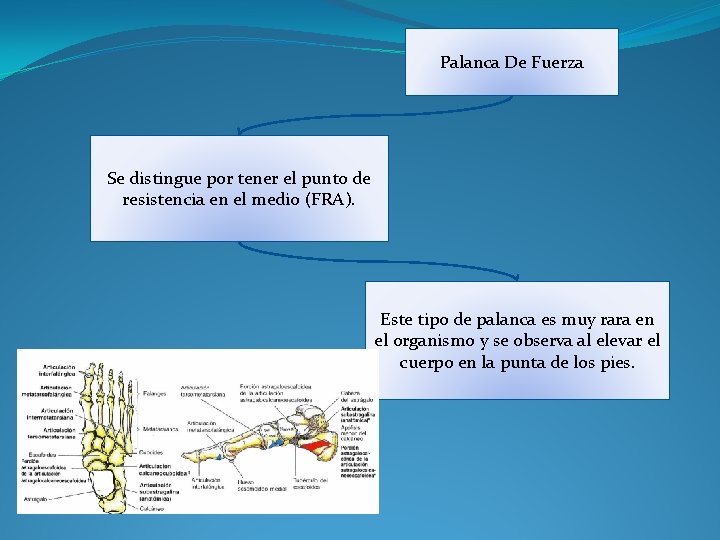 Palanca De Fuerza Se distingue por tener el punto de resistencia en el medio