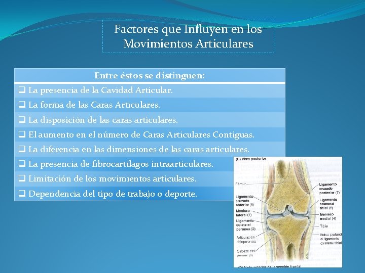 Factores que Influyen en los Movimientos Articulares Entre éstos se distinguen: q La presencia