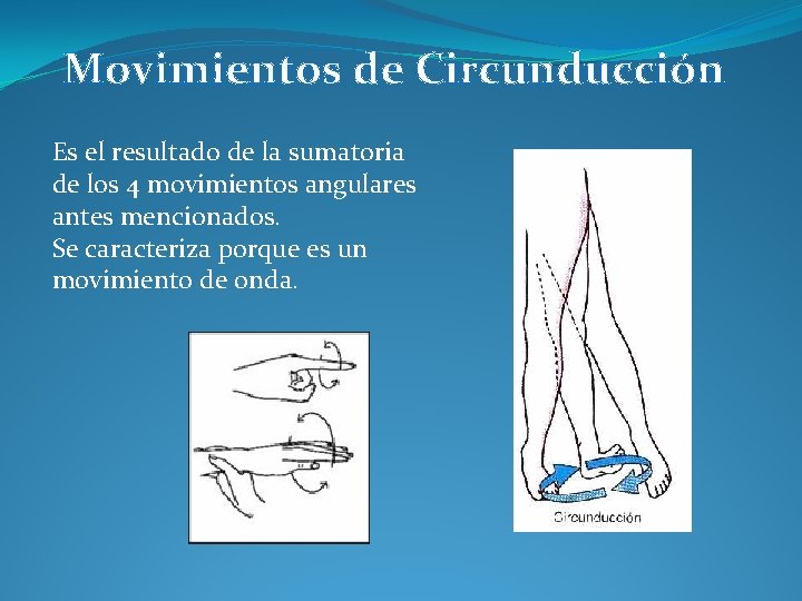 Movimientos de Circunducción Es el resultado de la sumatoria de los 4 movimientos angulares