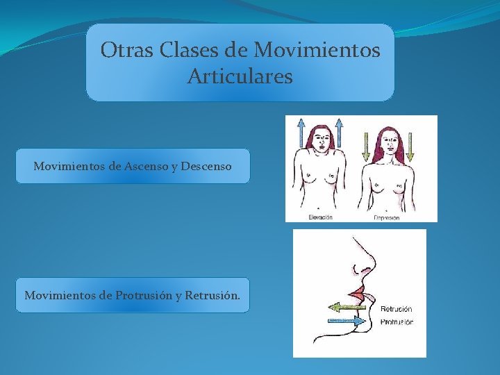 Otras Clases de Movimientos Articulares Movimientos de Ascenso y Descenso Movimientos de Protrusión y
