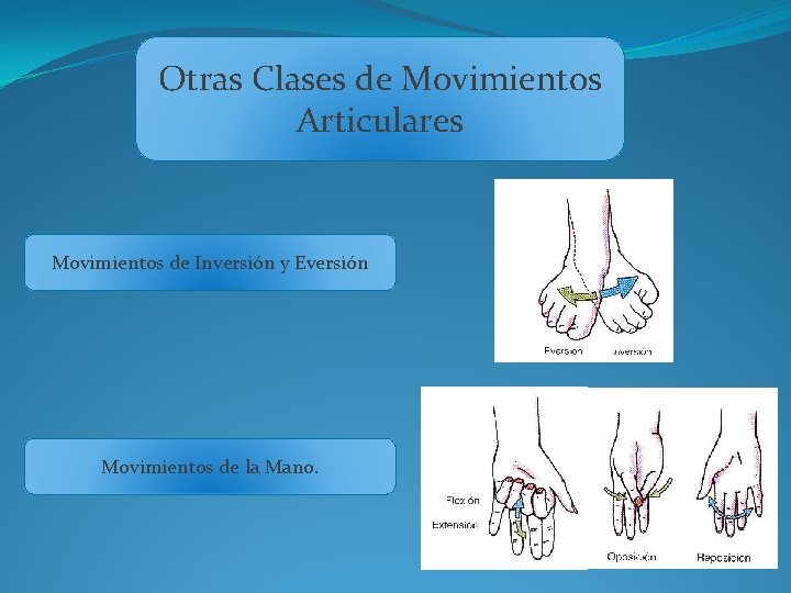 Otras Clases de Movimientos Articulares Movimientos de Inversión y Eversión Movimientos de la Mano.