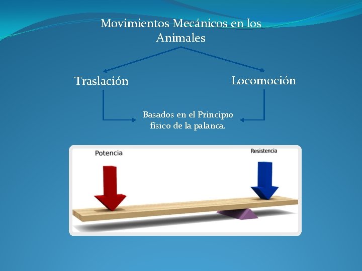 Movimientos Mecánicos en los Animales Traslación Locomoción Basados en el Principio físico de la