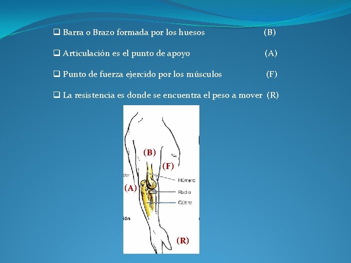 q Barra o Brazo formada por los huesos (B) q Articulación es el punto