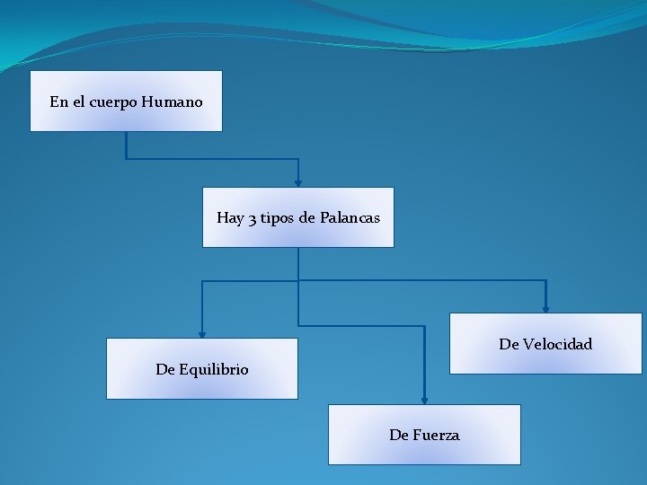 En el cuerpo Humano Hay 3 tipos de Palancas De Velocidad De Equilibrio De