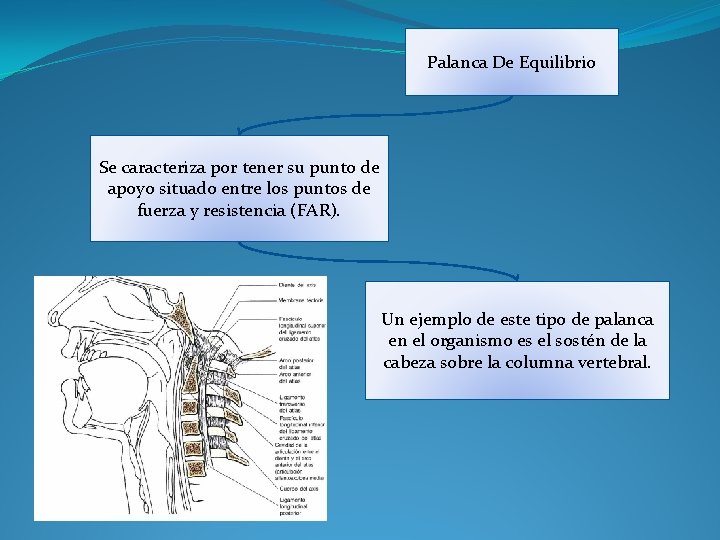 Palanca De Equilibrio Se caracteriza por tener su punto de apoyo situado entre los