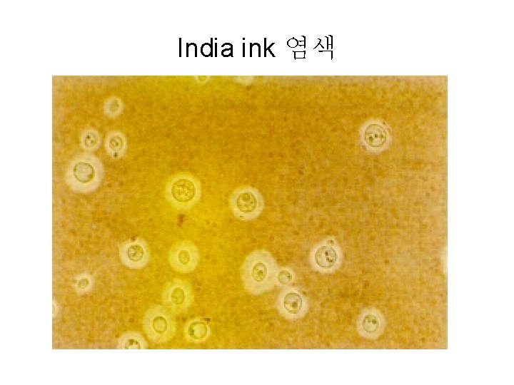 India ink 염색 