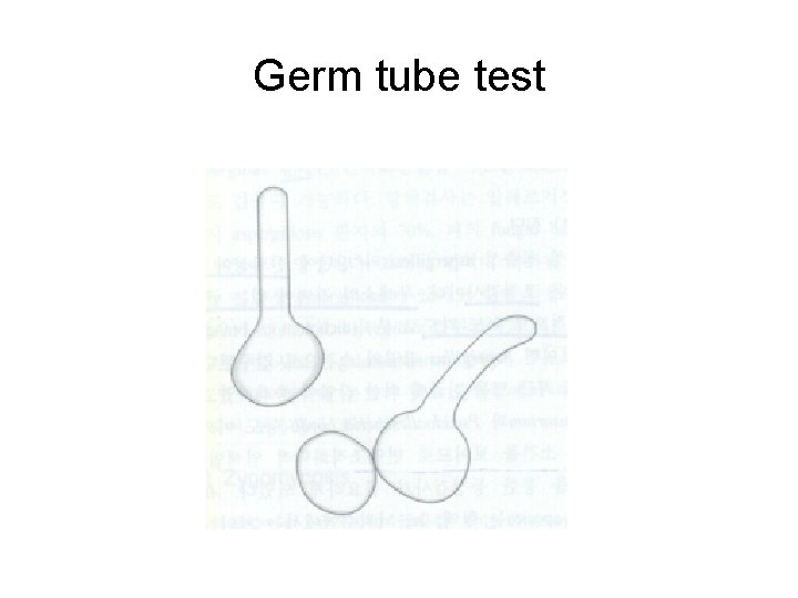 Germ tube test 