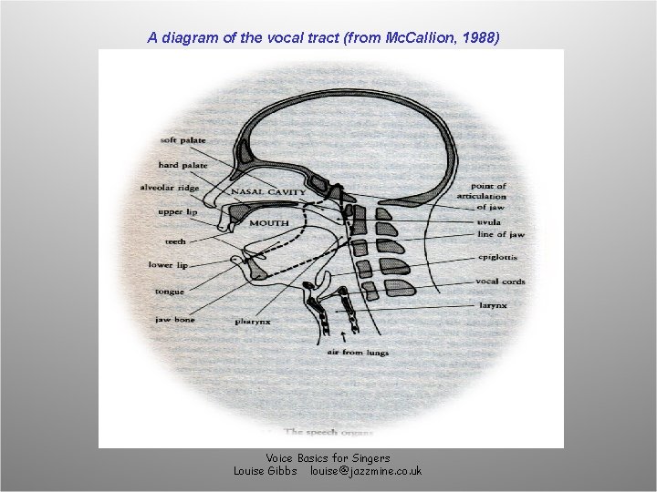 A diagram of the vocal tract (from Mc. Callion, 1988) Voice Basics for Singers