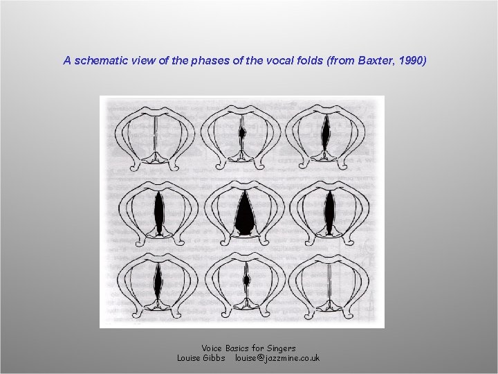 A schematic view of the phases of the vocal folds (from Baxter, 1990) Voice