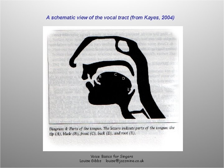 A schematic view of the vocal tract (from Kayes, 2004) Voice Basics for Singers