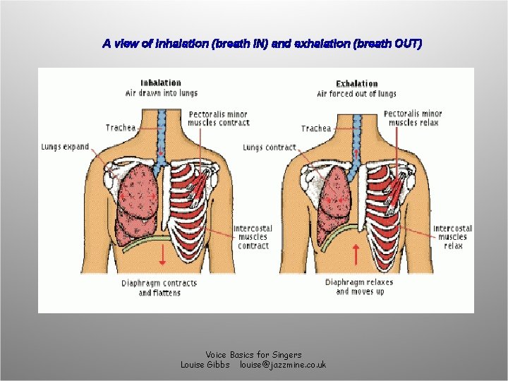A view of inhalation (breath IN) and exhalation (breath OUT) Voice Basics for Singers