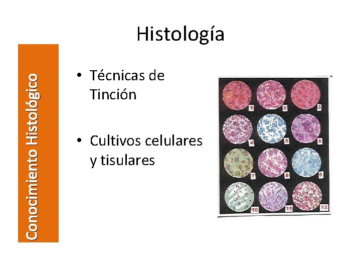 Conocimiento Histológico Histología • Técnicas de Tinción • Cultivos celulares y tisulares 