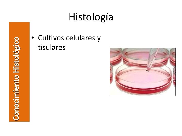 Conocimiento Histológico Histología • Cultivos celulares y tisulares 