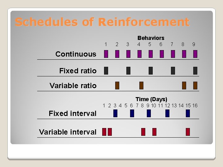 Schedules of Reinforcement Behaviors 1 2 3 4 5 6 7 8 9 Continuous Schedules of Reinforcement Behaviors 1 2 3 4 5 6 7 8 9 Continuous