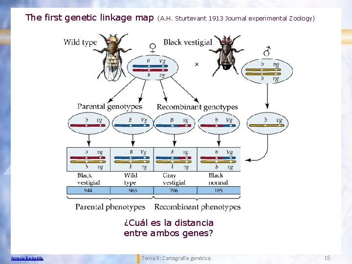 The first genetic linkage map (A. H. Sturtevant 1913 Journal experimental Zoology) ¿Cuál es