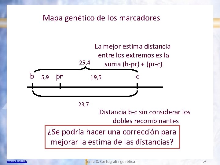 Mapa genético de los marcadores La mejor estima distancia entre los extremos es la