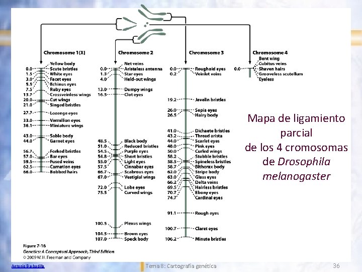 Mapa de ligamiento parcial de los 4 cromosomas de Drosophila melanogaster Antonio Barbadilla Tema