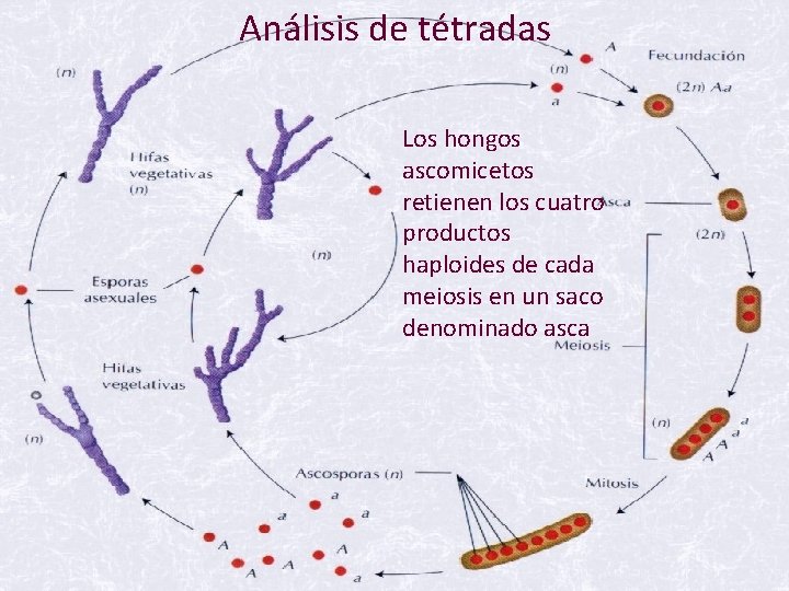 Análisis de tétradas Los hongos ascomicetos retienen los cuatro productos haploides de cada meiosis