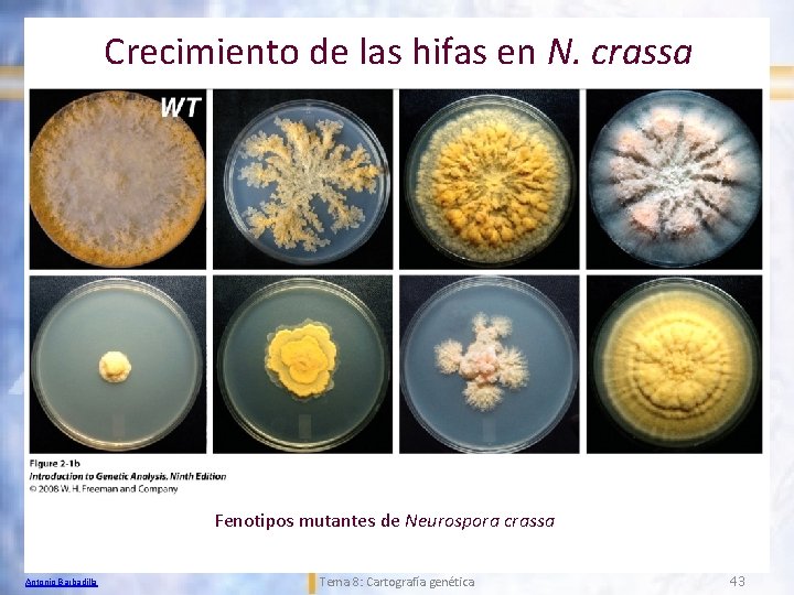 Crecimiento de las hifas en N. crassa Fenotipos mutantes de Neurospora crassa Antonio Barbadilla