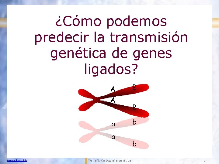 ¿Cómo podemos predecir la transmisión genética de genes ligados? A A B a b